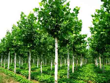 红枫苗木移植成活专用促根营养土