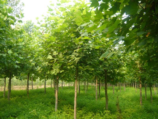 红枫苗木移植成活专用促根营养土