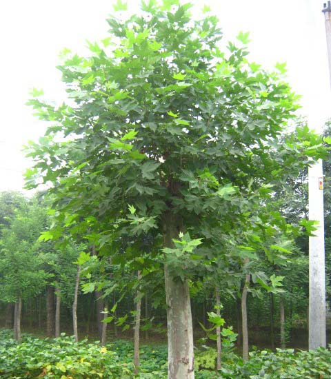 红枫苗木移植成活专用促根营养土