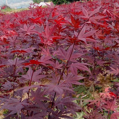 红枫保温加大采光提高综合性能