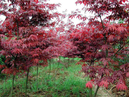 红枫移植施肥的时间和方法