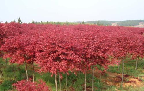美国红枫施后浇透水生长季节保持土壤湿润