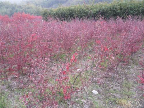 美国红枫植物造景的基本概念
