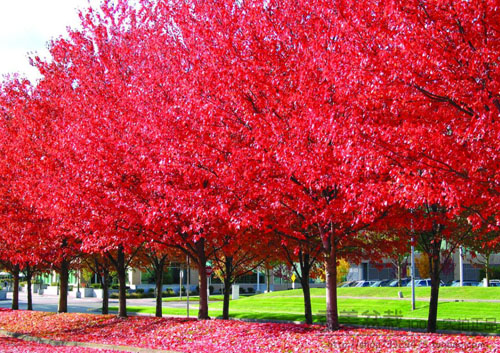 美国红枫苗木规格整齐移植