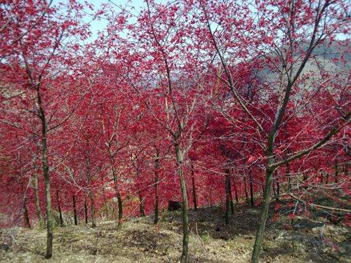 美国红枫苗期可通过密植培育通直树干