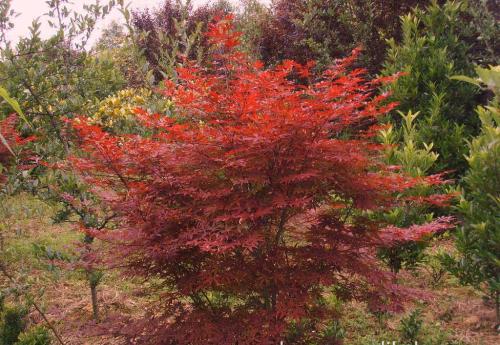 美国红枫植物当年秋季可移栽