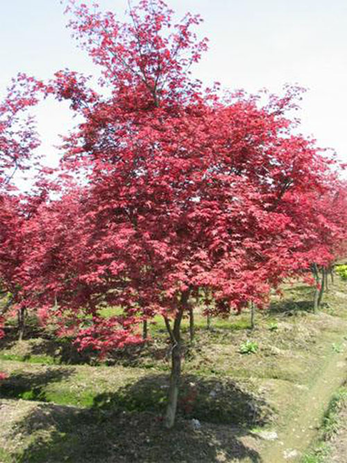 美国红枫苗木挖掘注意事项