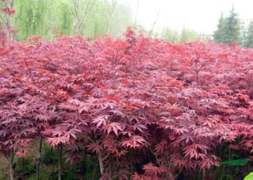 美国红枫春季主要苗木移植季节
