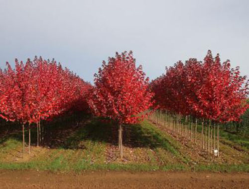 美国红枫绿化苗木栽培施工
