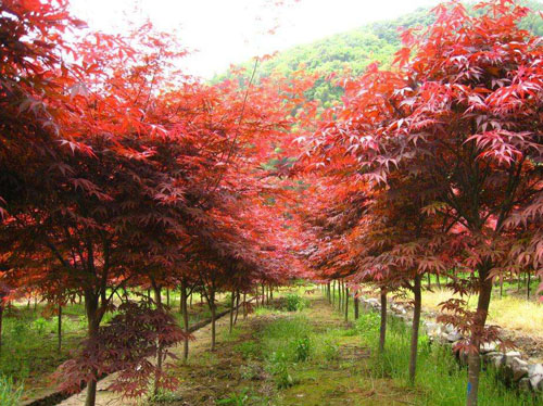 美国红枫栽培土壤改良